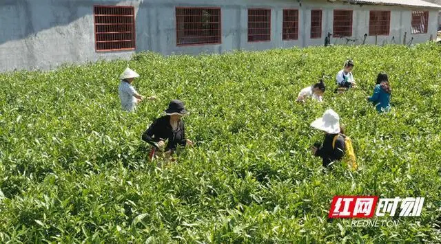 致富种植黄金项目有哪些_致富种植黄金项目介绍_黄金种植致富项目