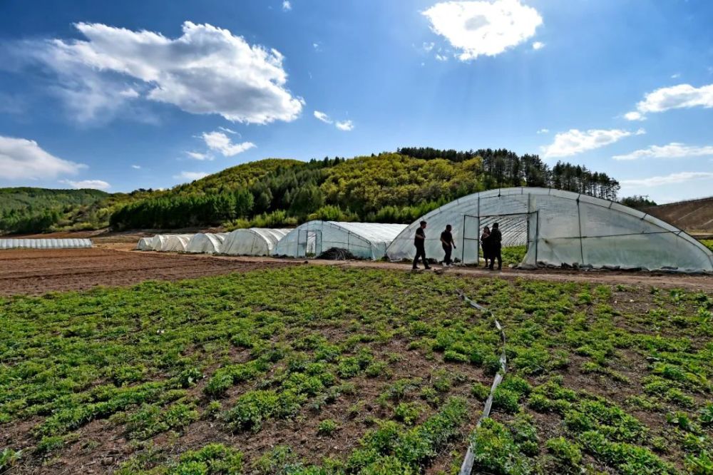 致富野菜种植技术视频_野菜种植  致富_致富经野菜种植