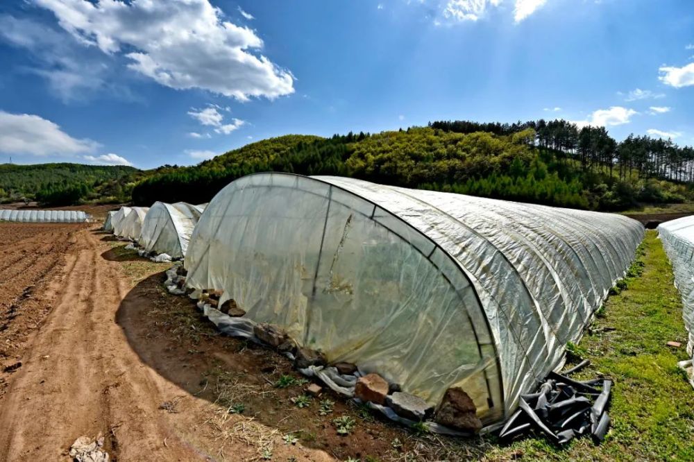 致富经野菜种植_致富野菜种植技术视频_野菜种植  致富