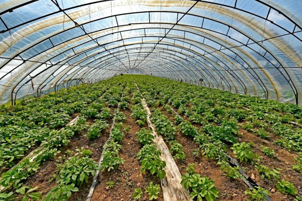 致富经野菜种植_致富野菜种植技术视频_野菜种植  致富