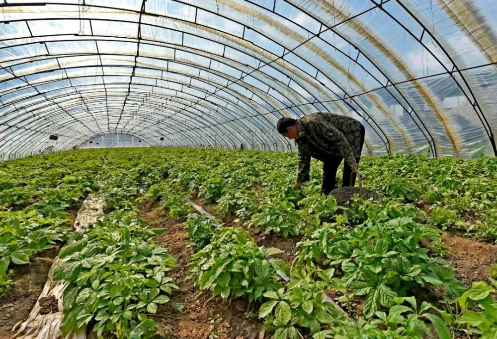 致富野菜种植技术视频_致富经野菜种植_野菜种植  致富