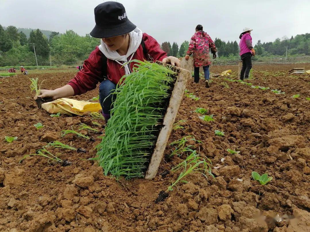 致富经种植业完整版_银行支持种植致富_种植致富案例