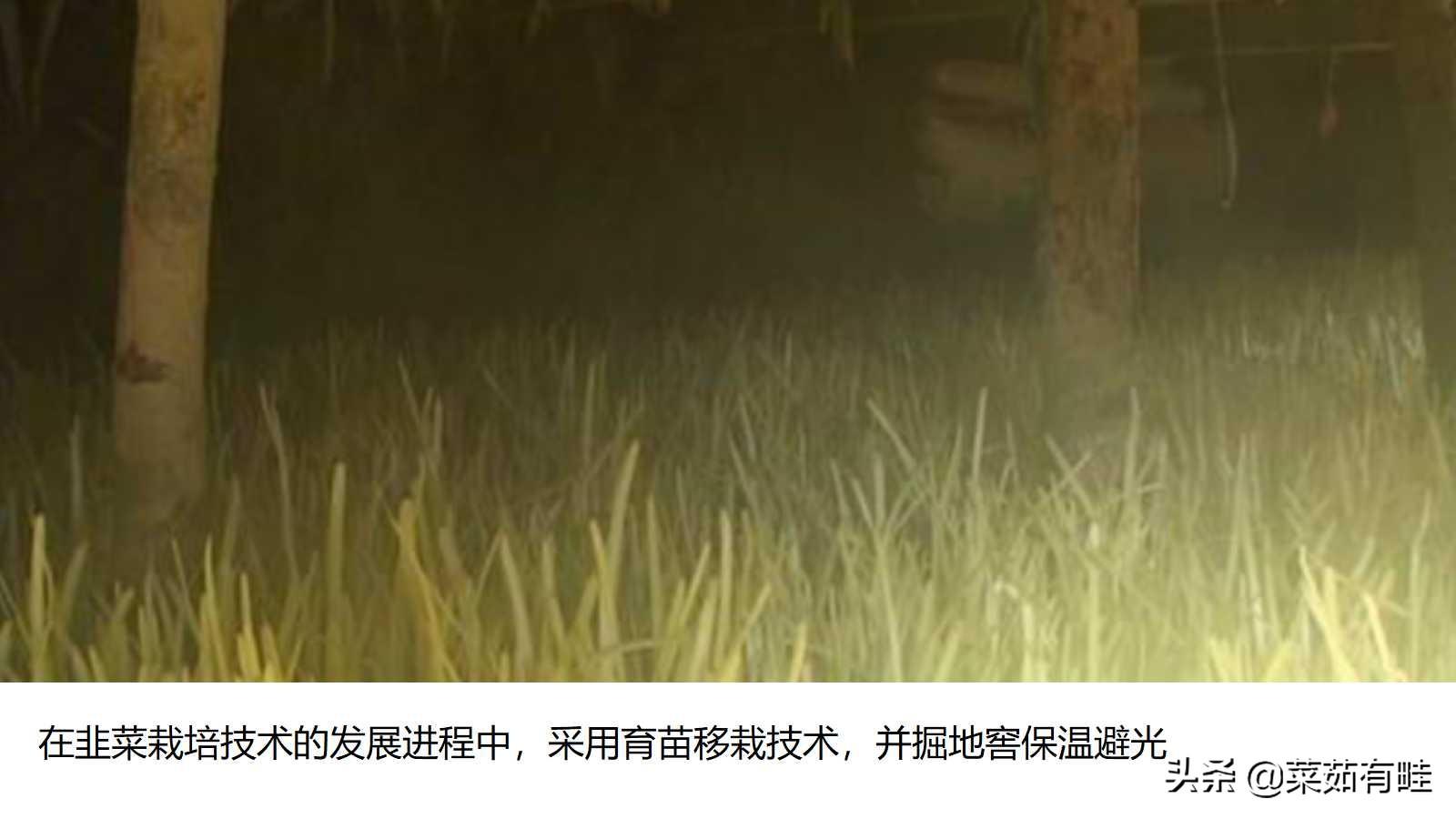 大棚种韭黄种植技术大棚_大棚种植韭黄高产技术_大棚高产种植技术韭黄技术要点