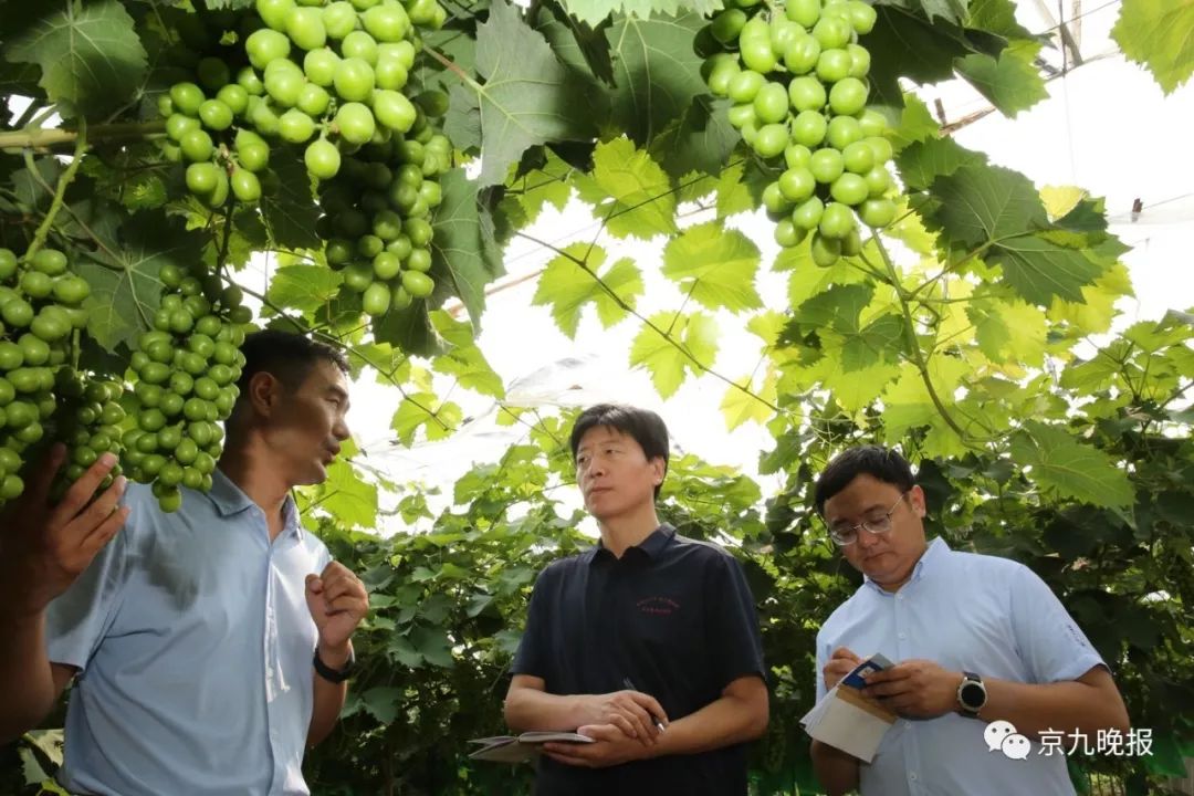 致富经大樱桃种植视频_致富经樱桃种植视频_致富经北京大樱桃