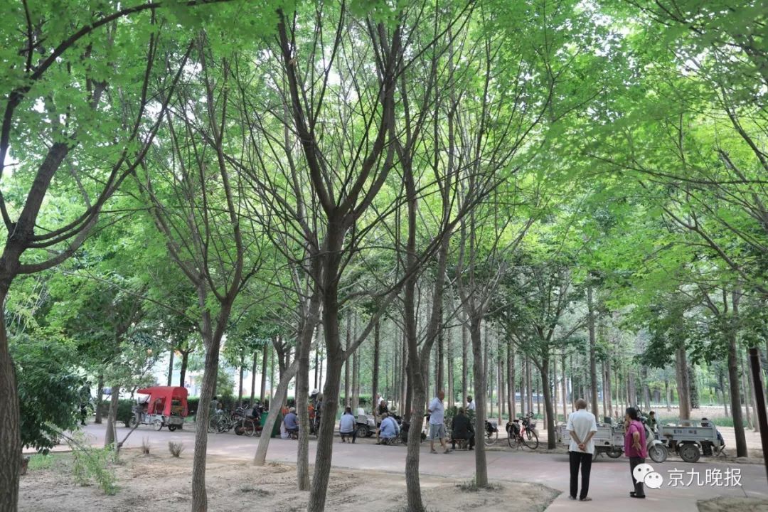 致富经樱桃种植视频_致富经大樱桃种植视频_致富经北京大樱桃