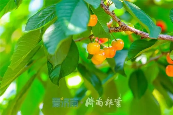 致富经樱桃种植视频_致富经大樱桃种植视频_致富经北京大樱桃