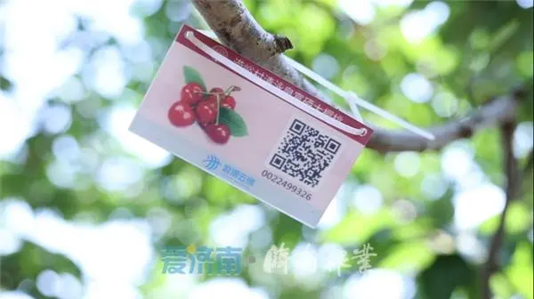 致富经樱桃种植视频_致富经北京大樱桃_致富经大樱桃种植视频