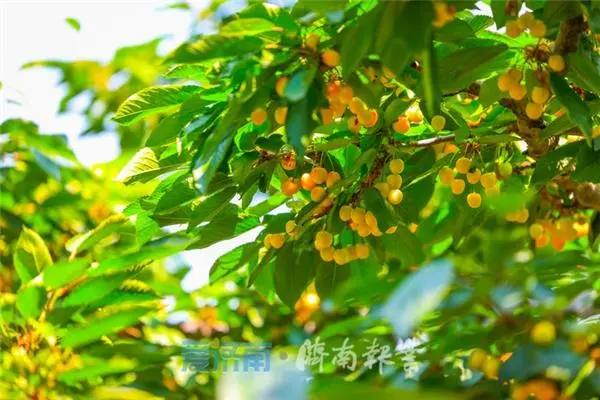 致富经北京大樱桃_致富经樱桃种植视频_致富经大樱桃种植视频