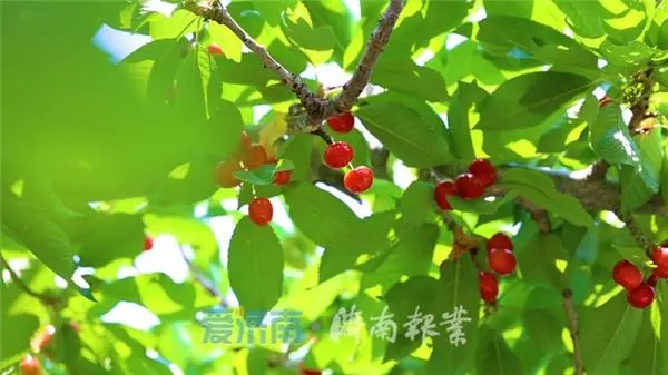 致富经樱桃种植视频_致富经北京大樱桃_致富经大樱桃种植视频