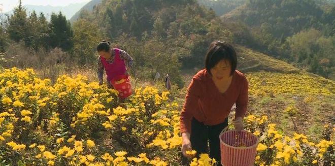 种草致富经_草根怎么种植致富_致富草根种植方法视频