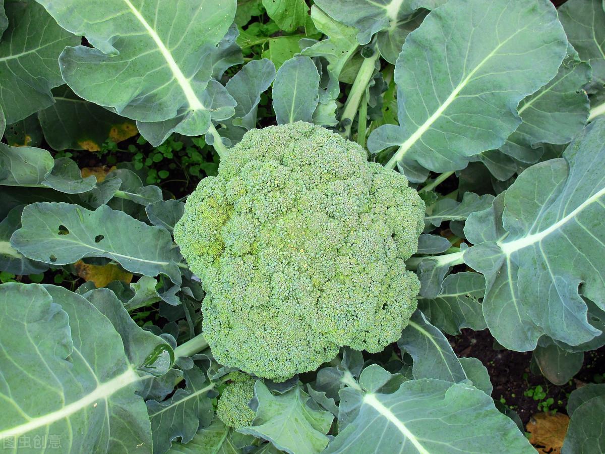 春季露地西兰花种植技术_露天西兰花种植技术与产量_西兰花露地种植技术