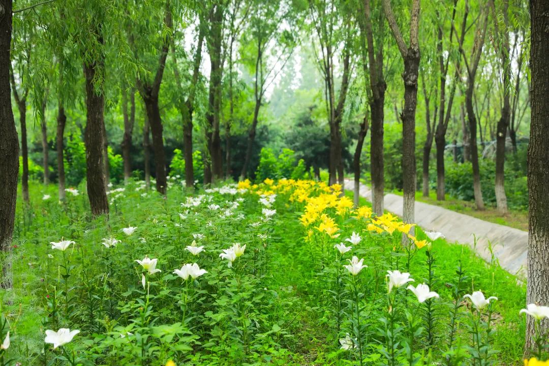 草根怎么种植致富_草根致富案例_致富草根种植技术视频