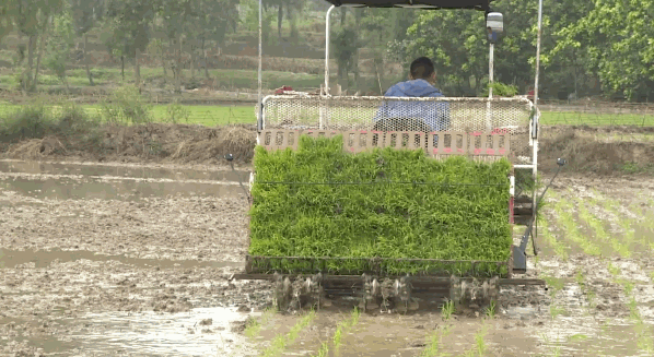 盐碱地种田_盐碱地种植什么农作物_致富经盐碱地