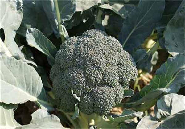 西兰花露地种植技术_露天西兰花种植技术与产量_西兰花露地栽培技术