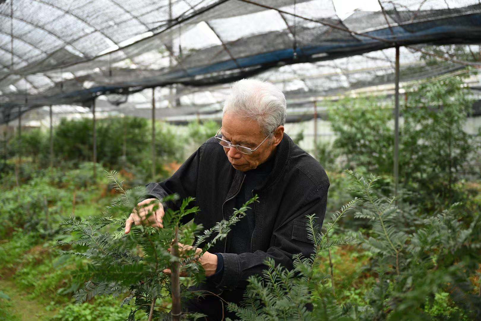 致富之路人工种植_致富之路人工种植_致富之路人工种植