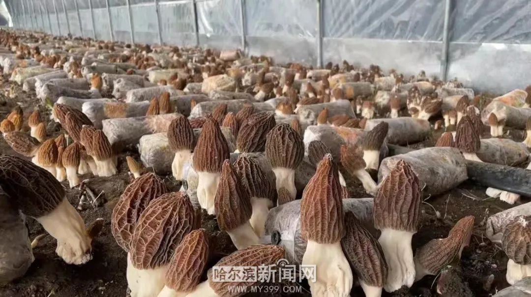 致富之路人工种植_致富之路人工种植_致富之路人工种植
