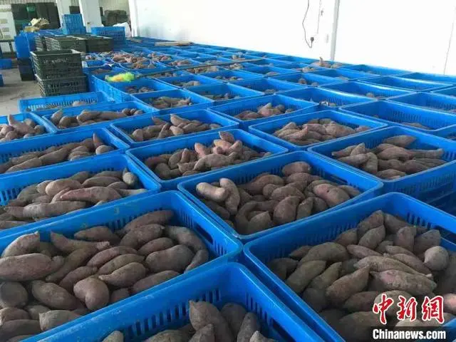 致富经养殖肉鸽视频_视频致富养殖肉鸽是真的吗_肉鸽养殖视频致富经