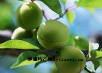 云南矮脚鸡养殖视频_矮脚鸡适用技术_矮脚鸡养殖技术