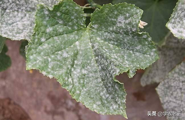 致富种植香瓜方法图片_香瓜种植致富方法_致富种植香瓜方法和技巧