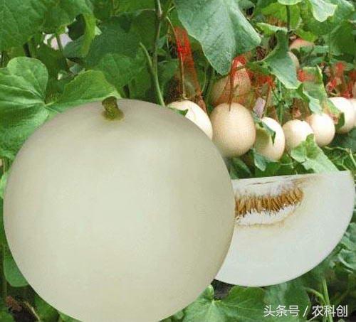 致富种植香瓜方法和技巧_香瓜种植致富方法_致富种植香瓜方法视频