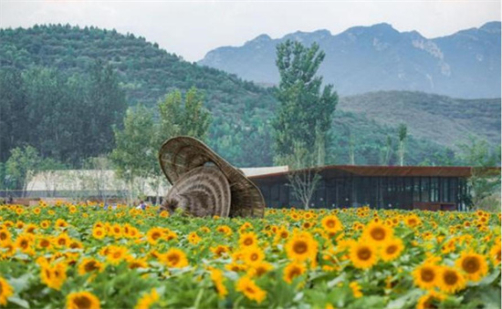 河北种植什么最赚钱_河北易县种植致富_河北农村种植什么赚钱不愁销路