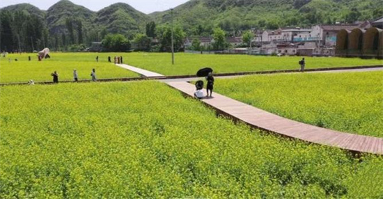 河北易县种植致富_河北农村种植什么赚钱不愁销路_河北种植什么最赚钱