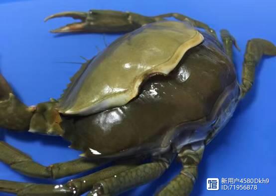 海水观赏龙虾_海水龙虾养殖技术视频_海洋龙虾养殖