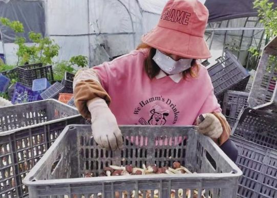 赤松茸撑起村民“致富伞”