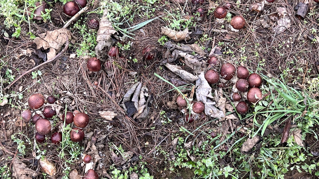 松茸种植致富_致富种植松茸视频_致富种植松茸怎么样