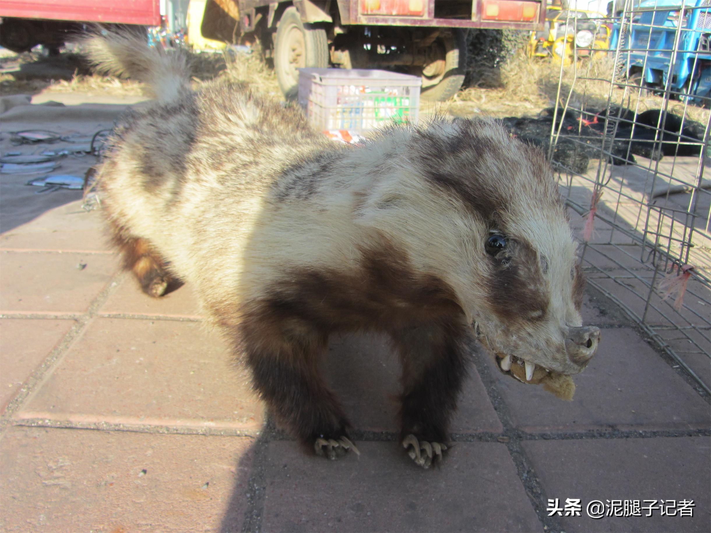 獾养殖前景_獾子养殖基地獾视频_獾养殖技术幼崽价格