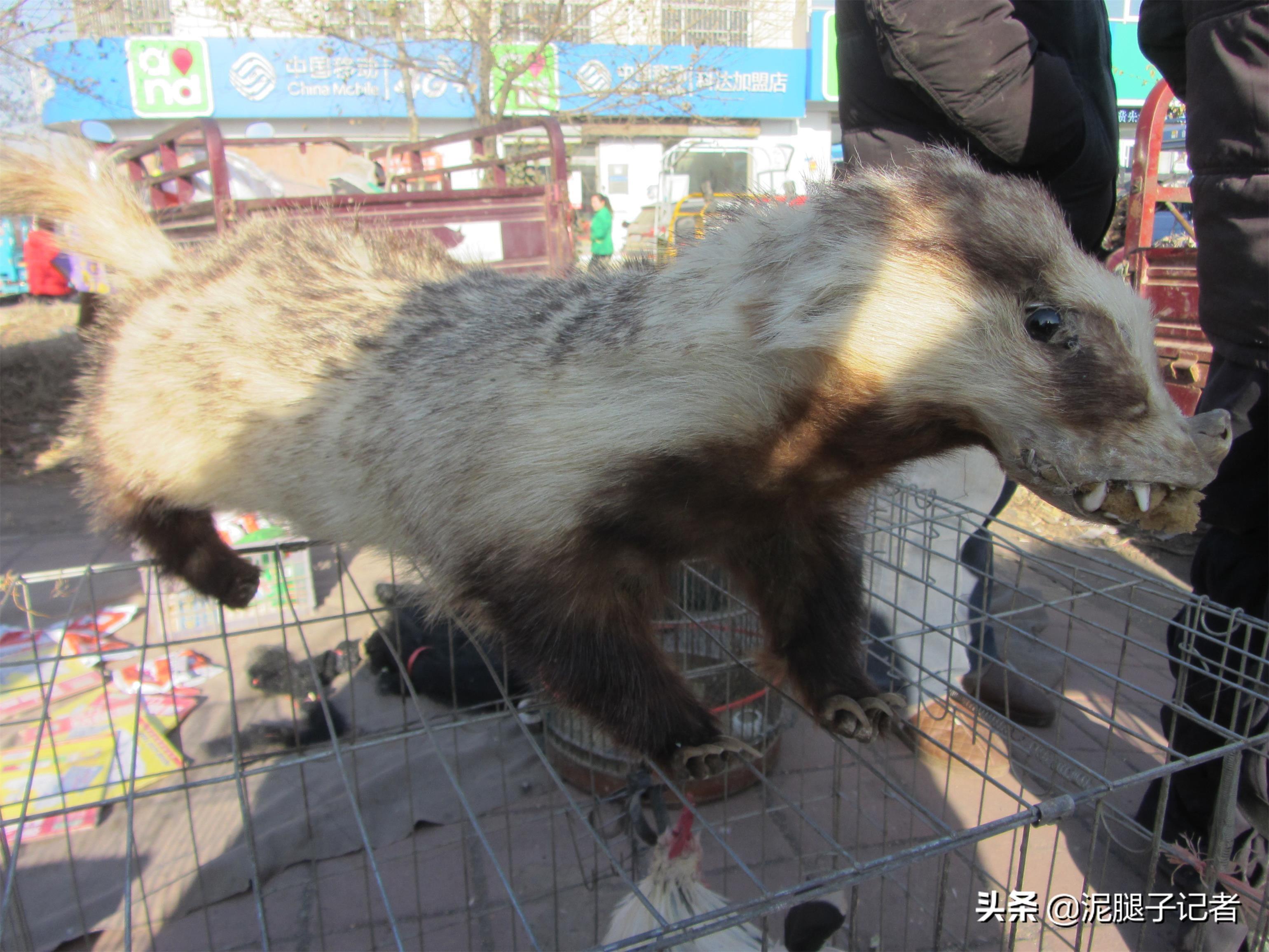 獾养殖技术幼崽价格_獾养殖前景_獾子养殖基地獾视频