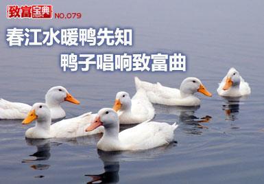 养殖山鸡前景怎么样_养殖山鸡的利润与成本_致富经养殖山鸡挣钱吗