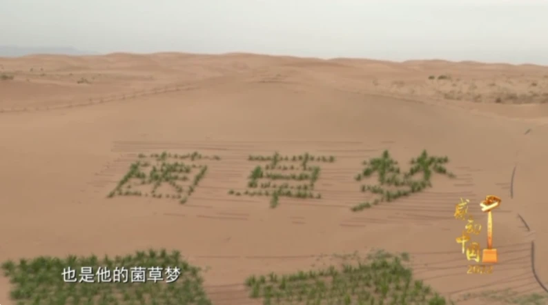 蘑菇致富网_种蘑菇致富_致富经蘑菇