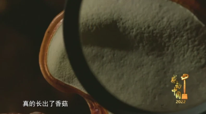 蘑菇致富网_种蘑菇致富_致富经蘑菇