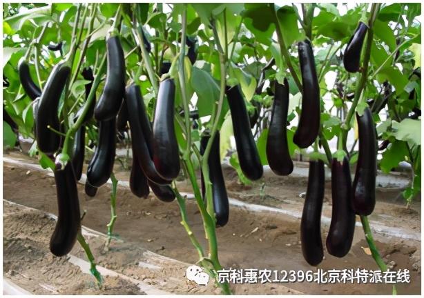 春季大棚种植技术与管理_春季大棚种植技术_春季大棚种植方案