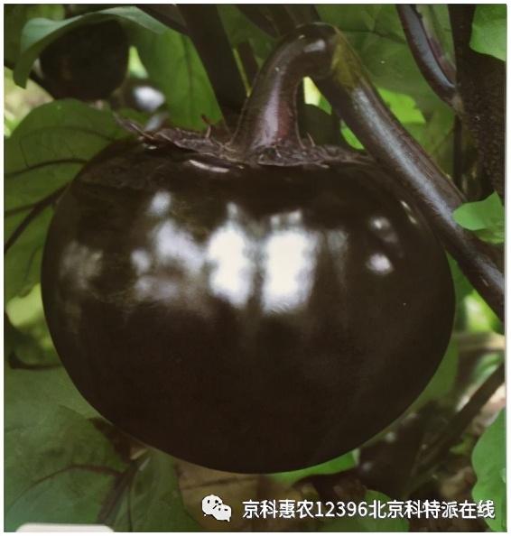 春季大棚种植方案_春季大棚种植技术_春季大棚种植技术与管理