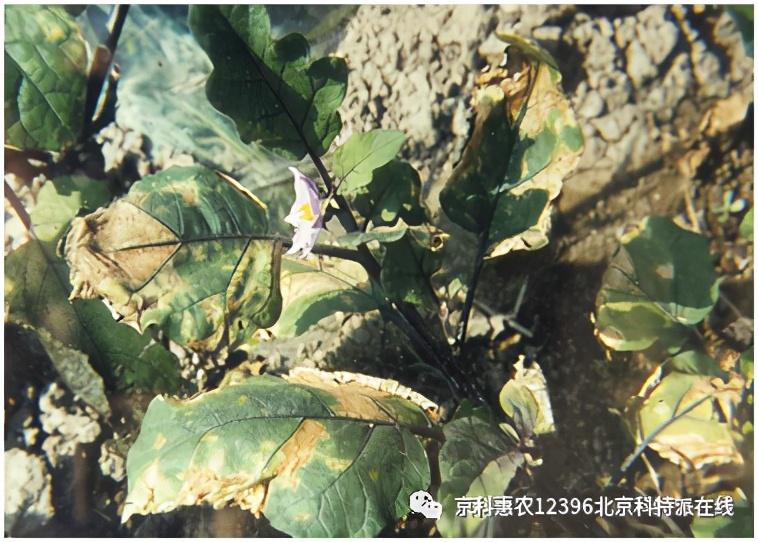 春季大棚种植技术与管理_春季大棚种植技术_春季大棚种植方案