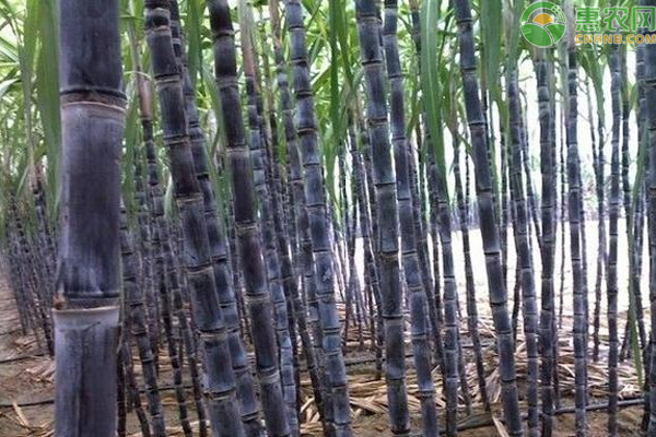 甘蔗的种植方法和管理技术-图片版权归惠农网所有