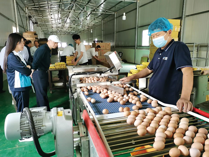 致富全集养鸡年2020_养鸡致富经2020年全集_致富经2020年全集视频养鸡