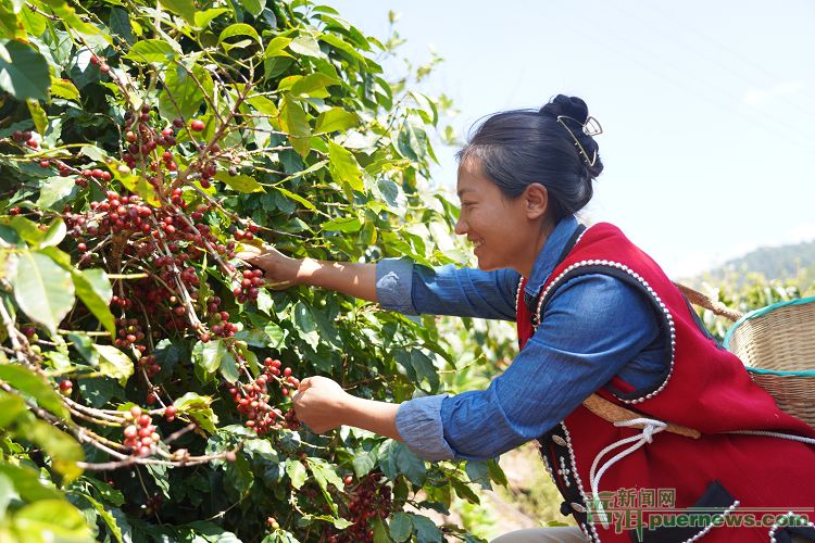 种植咖啡助咖农致富_咖啡种植赚钱吗_咖啡农业