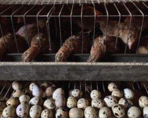 致富养殖什么最赚钱_快速养殖致富_致富养殖视频