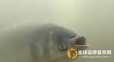 未来10大暴利养殖！现在最赚钱的养殖十大暴利养殖！