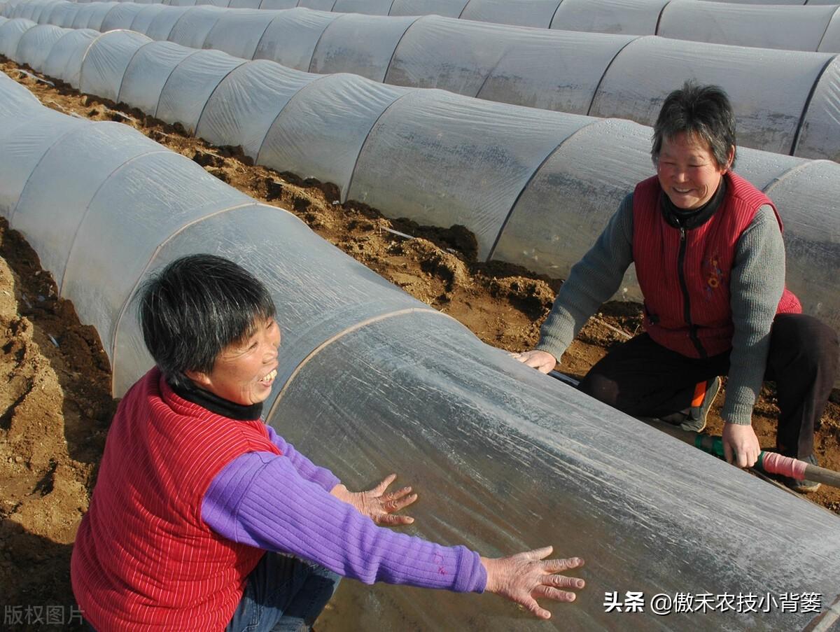 春季大棚种植技术_春季大棚种植技术要点_春季大棚种植方案