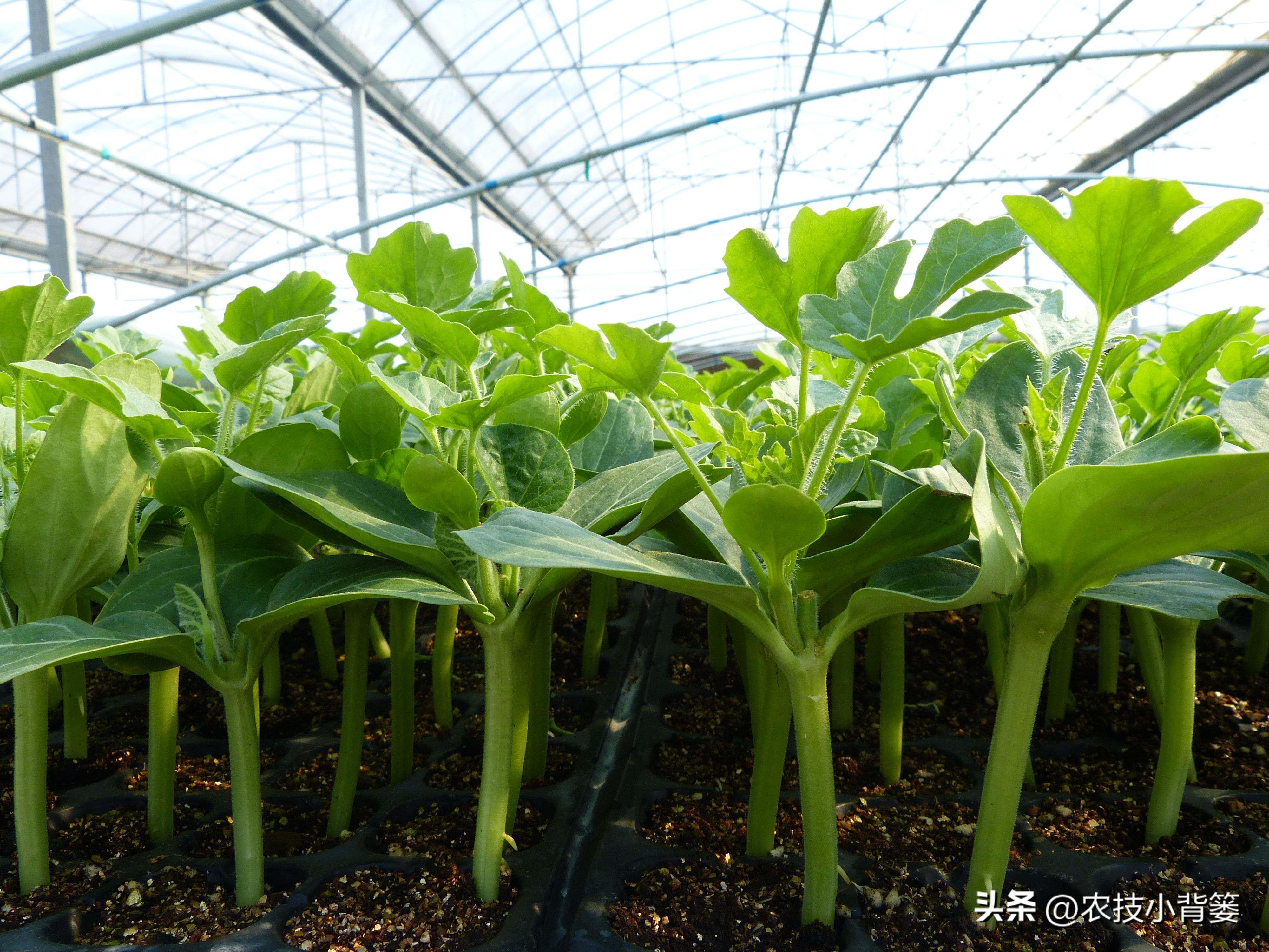 春季蔬菜育苗有哪些技术要点？从选种播种到苗前苗后管理教会你