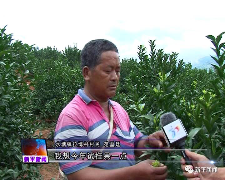 湖北荆州桔子好吗_荆州种植桔子致富_荆州摘橘子的地方
