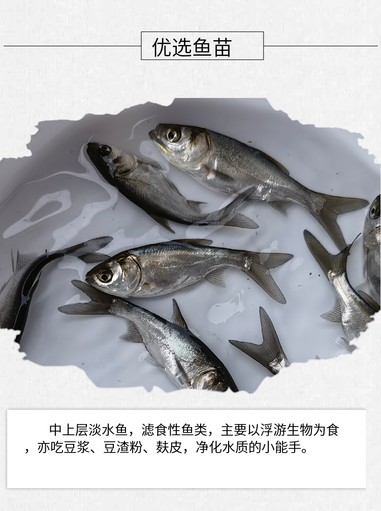 养殖高产技术白鲢鱼视频_白鲢养殖技术视频_白鲢高产养殖技术