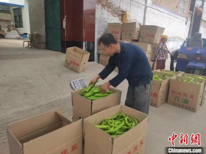 装箱的青椒正在过称。　长子县融媒体中心提供