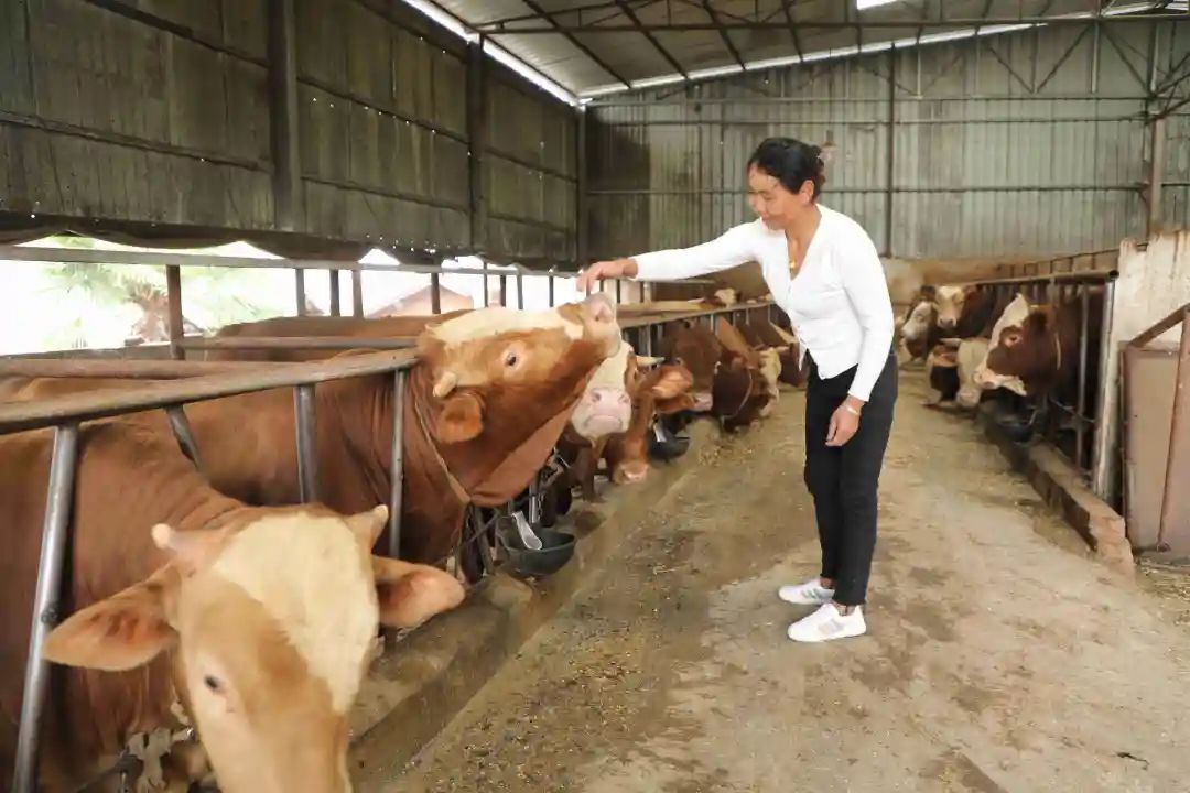 元谋十佳种养殖能手杨堂仙：养牛致富“牛”气冲天 带动群众齐“犇”小康