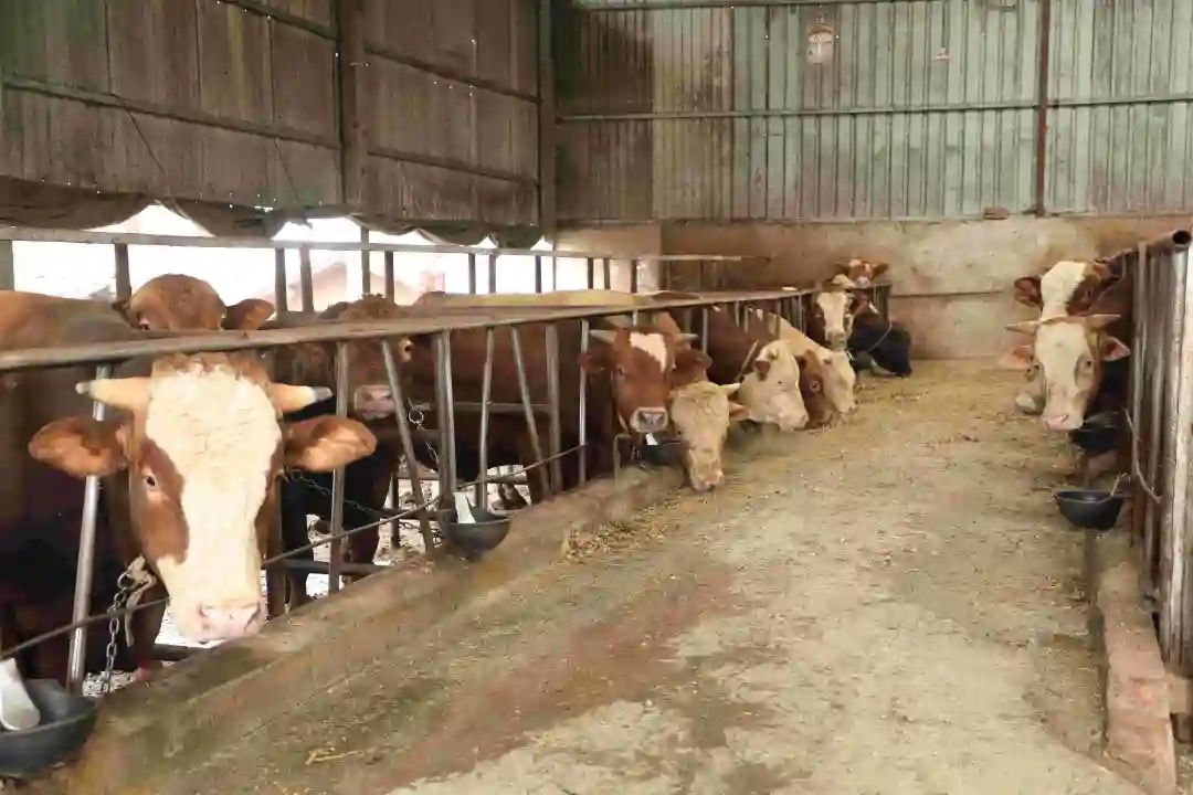 养殖牛羊赚钱吗_养殖羊牛致富_致富养殖羊牛视频