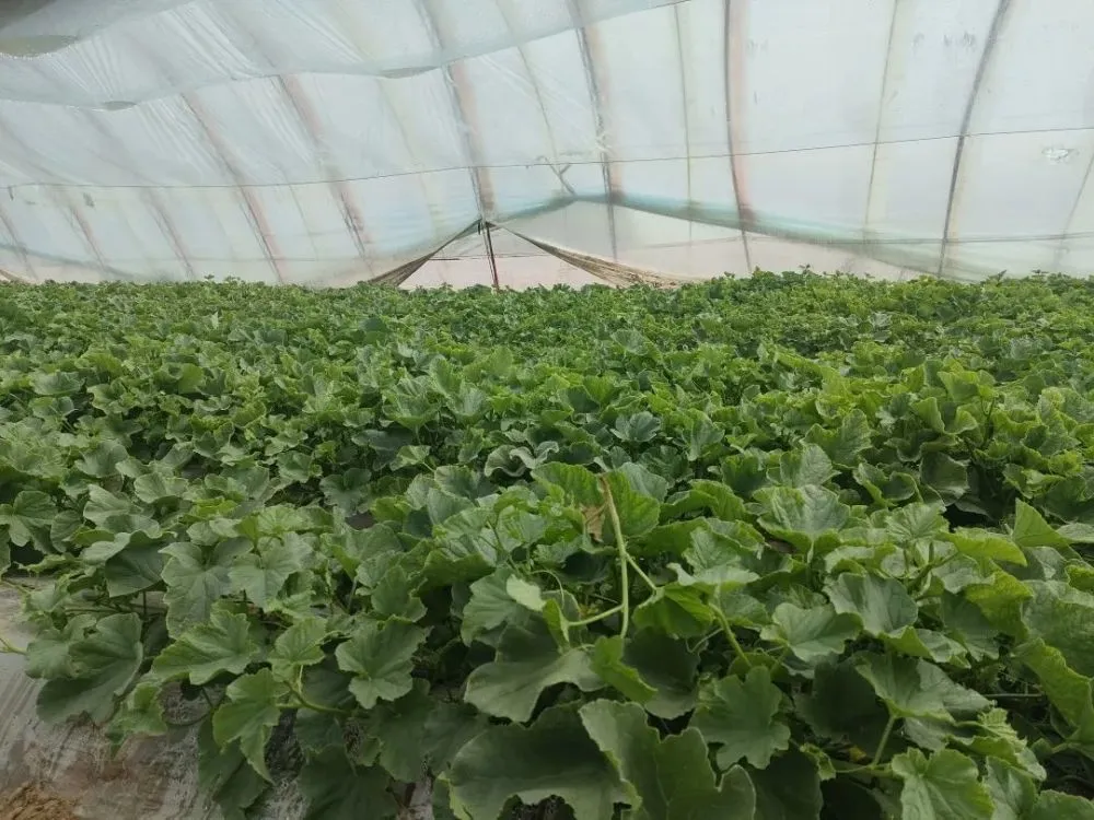 大棚种植基地航拍_如东 大棚种植 致富_南通种大棚怎么样